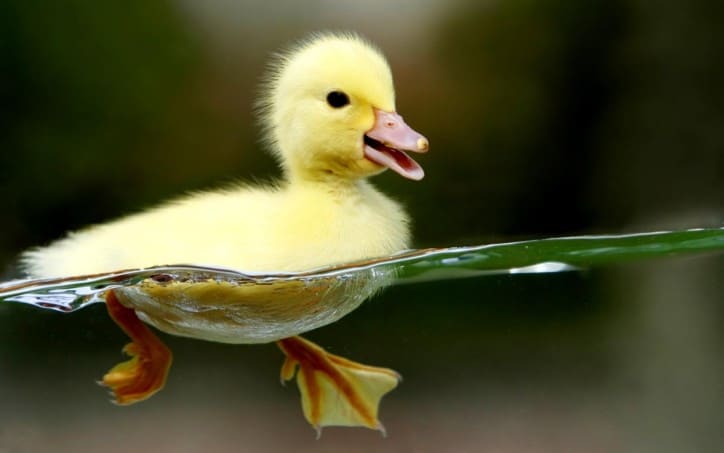 Duck…Duck…Go