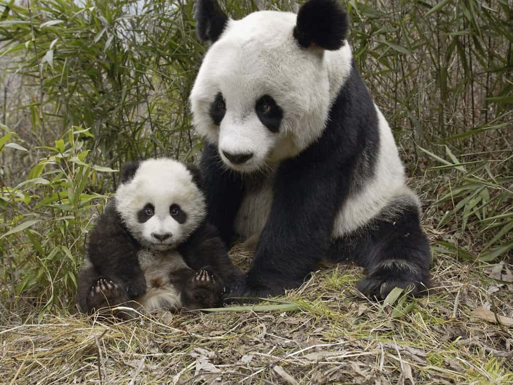 A Surprise Panda Update for July 2013