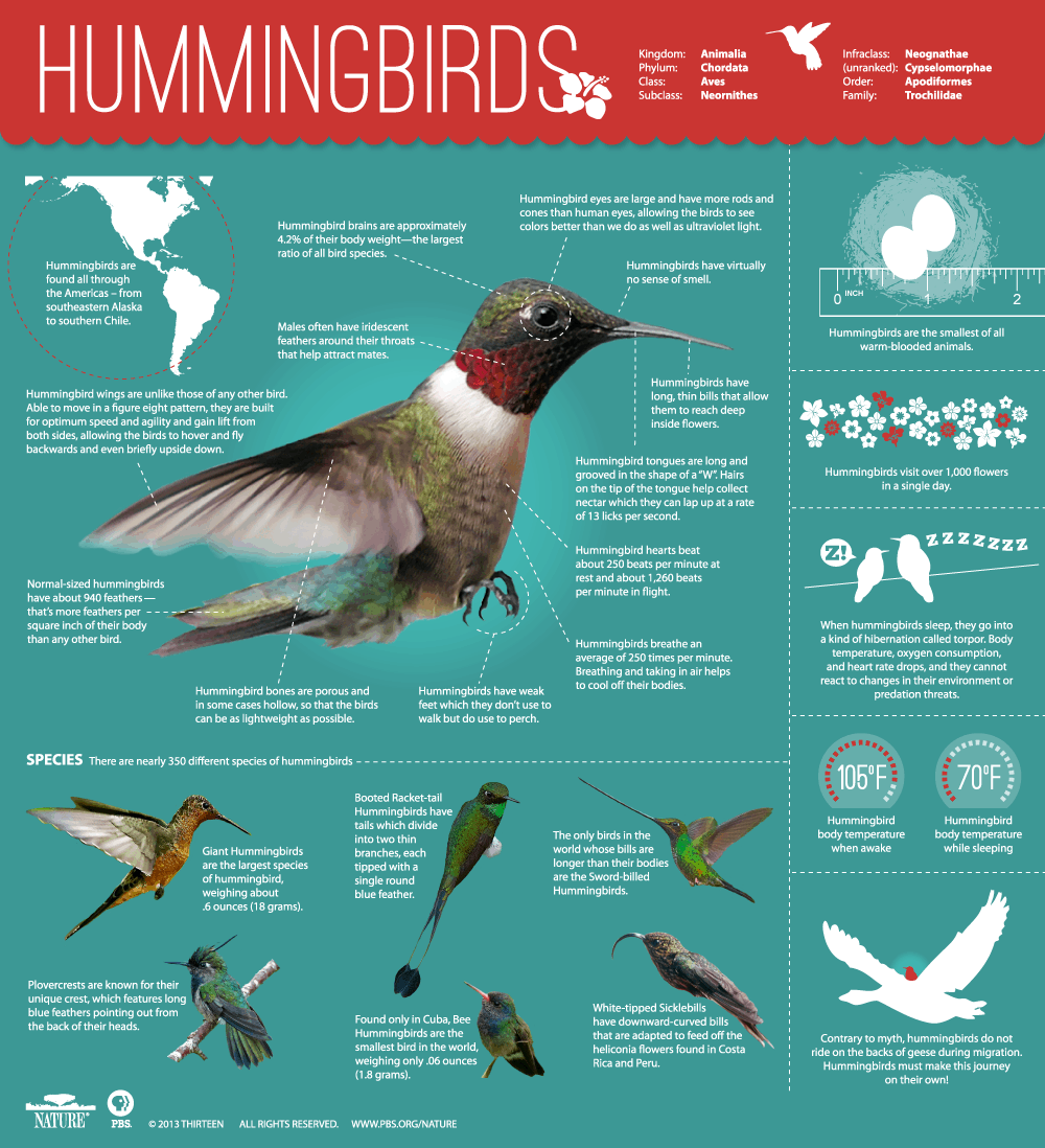 Hummingbird Infographics
