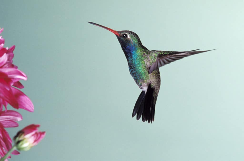 Google Hummingbird 